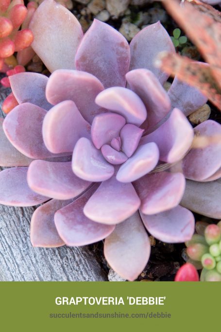 How to care for and propagate Graptoveria 'Debbie'