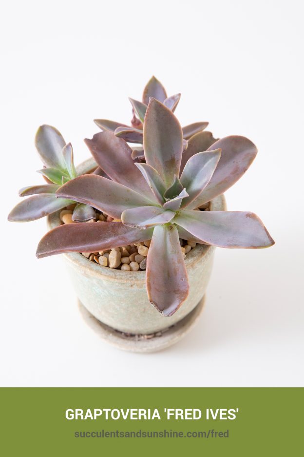 How to care for and propagate Graptoveria 'Fred Ives'