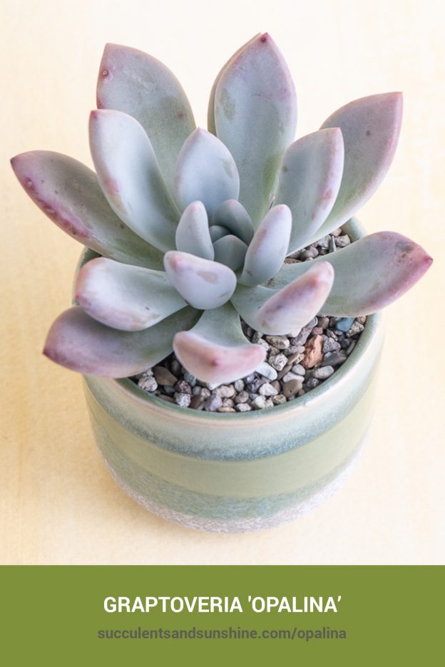 How to care for and propagate Graptoveria 'Opalina'