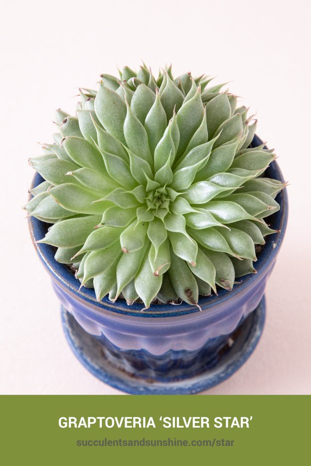 How to care for and propagate Graptoveria ‘Silver Star’