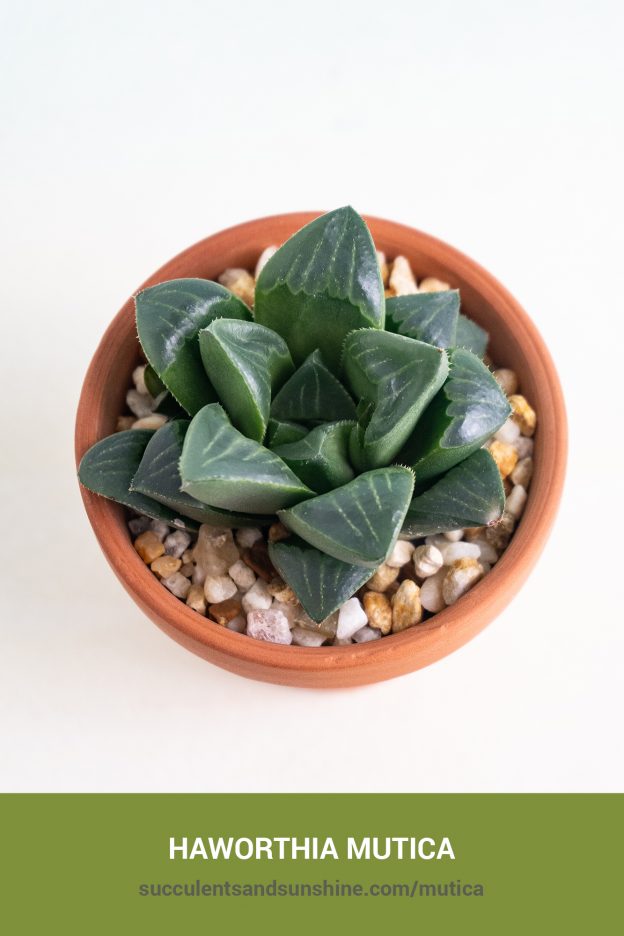 How to care for and propagate Haworthia mutica