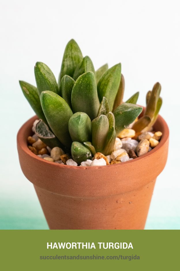 How to care for and propagate Haworthia turgida