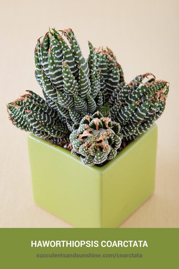 How to care for and propagate Haworthiopsis coarctata