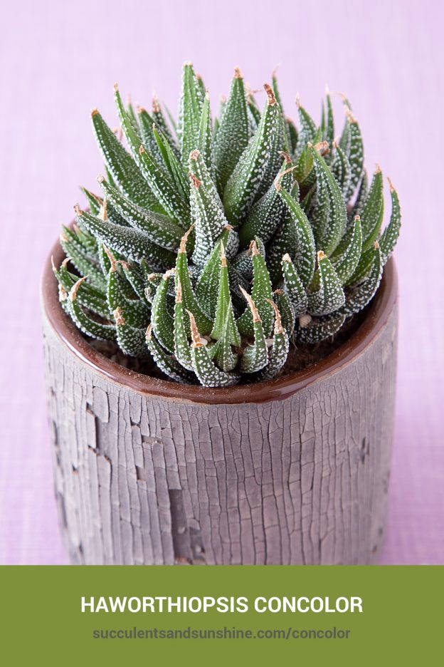 How to care for and propagate Haworthiopsis concolor