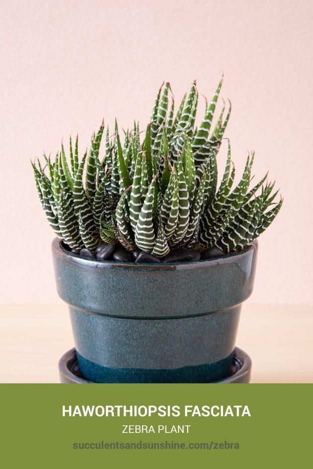 How to care for and propagate Haworthiopsis fasciata Zebra Plant