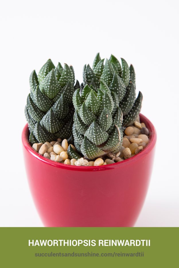 How to care for and propagate Haworthiopsis reinwardtii