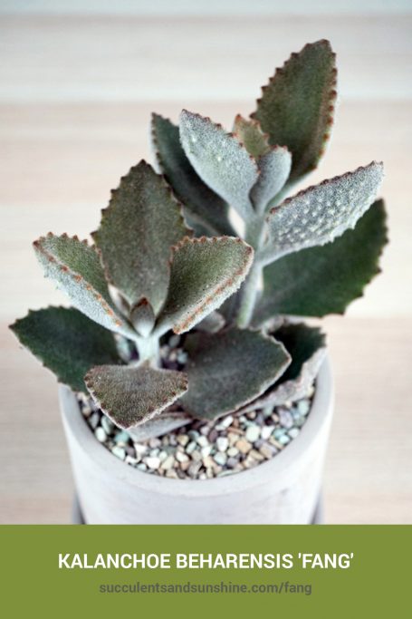 How to care for and propagate Kalanchoe beharensis 'Fang'