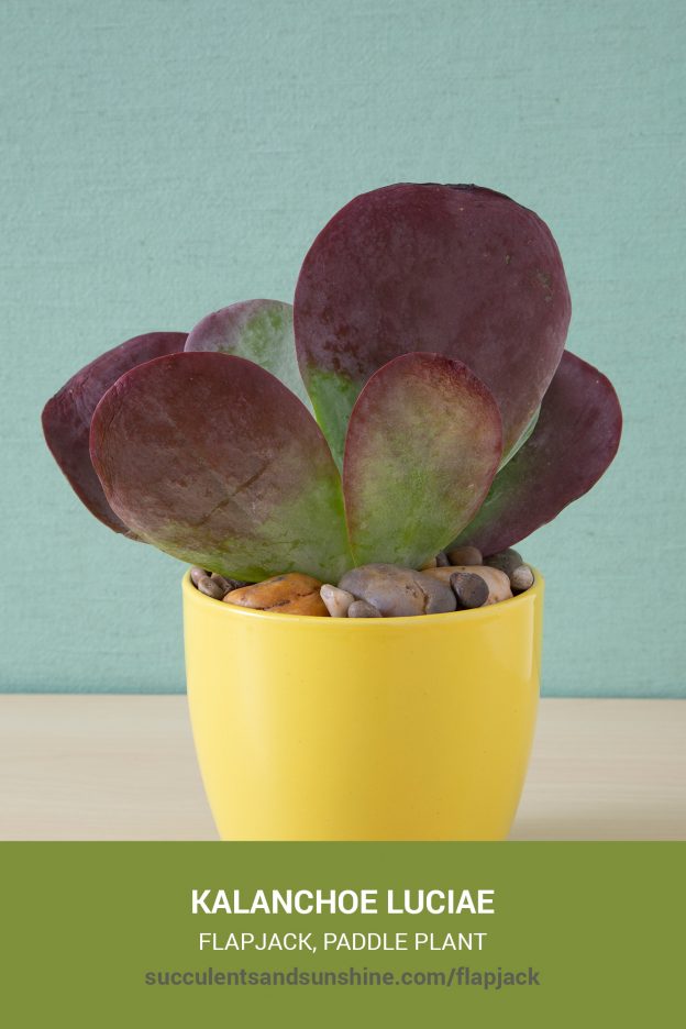 How to care for and propagate Kalanchoe luciae Flapjack