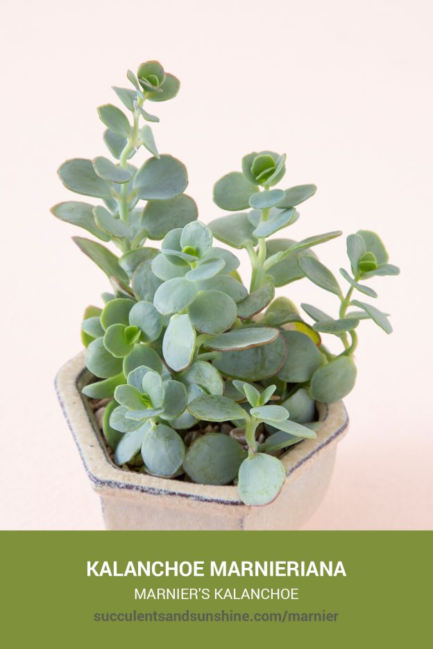 How to care for and propagate Kalanchoe marnieriana Marnier's Kalanchoe