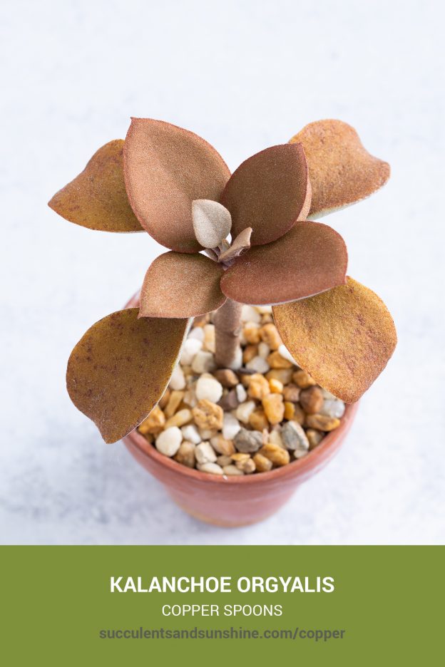 How to care for and propagate Kalanchoe orgyalis Copper Spoons