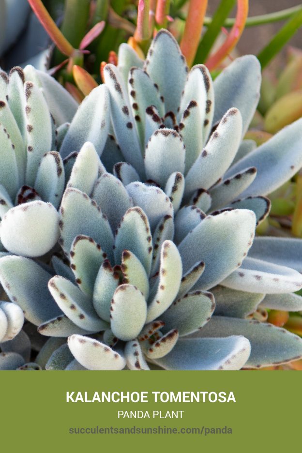 How to care for and propagate Kalanchoe tomentosa Panda Plant