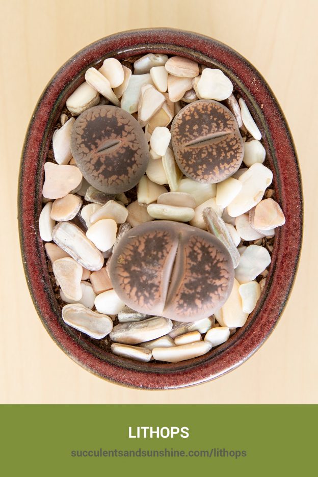 How to care for and propagate Lithops