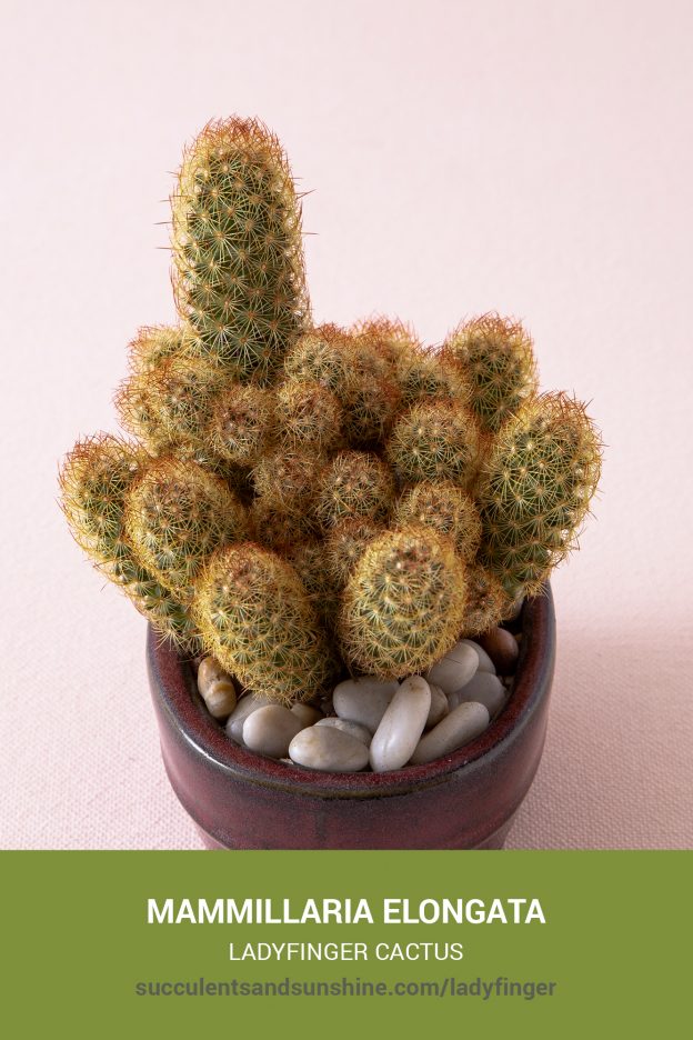 How to care for and propagate Mammillaria elongata Ladyfinger Cactus