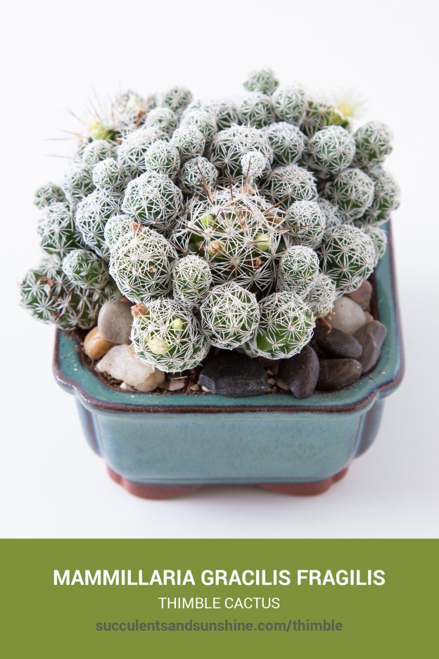 How to care for and propagate Mammillaria gracilis fragilis Thimble Ca