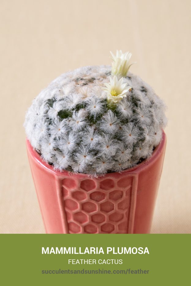 How to care for and propagate Mammillaria plumosa 'Feather Cactus'