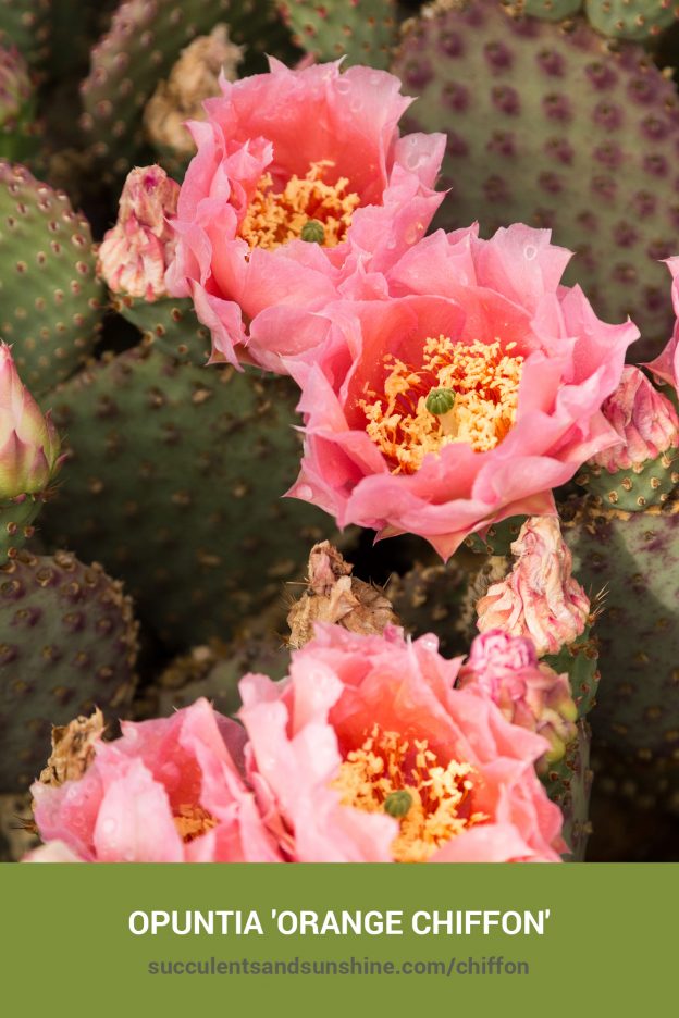 How to care for and propagate Opuntia 'Orange Chiffon'