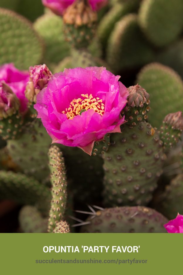 How to care for and propagate Opuntia 'Party Favor'