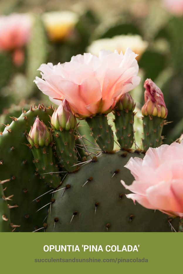 How to care for and propagate Opuntia 'Pina Colada'