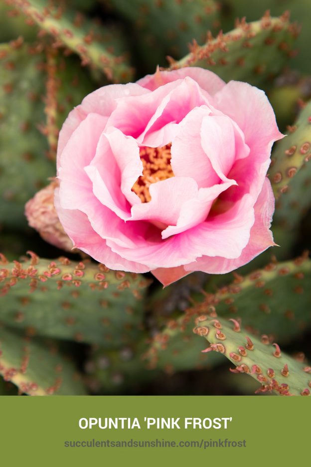 How to care for and propagate Opuntia 'Pink Frost'