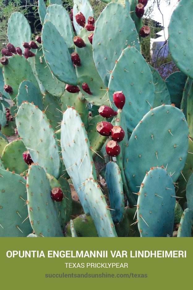 How to care for and propagate Opuntia engelmannii