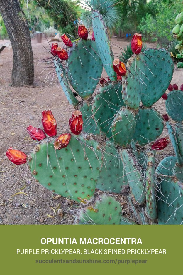 How to care for and propagate Opuntia macrocentra Black-spined Pricklypear