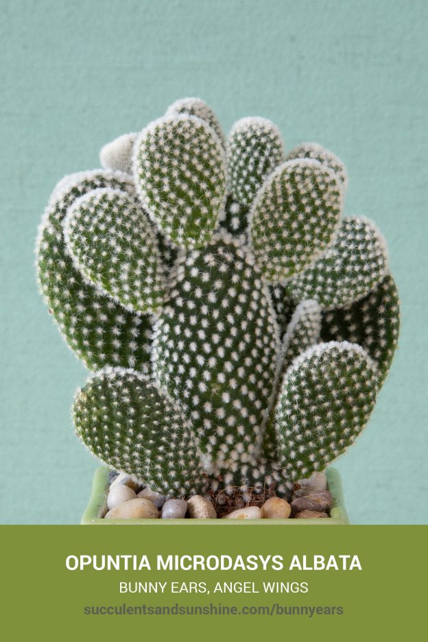 How to care for and propagate Opuntia microdasys albata Bunny Ears