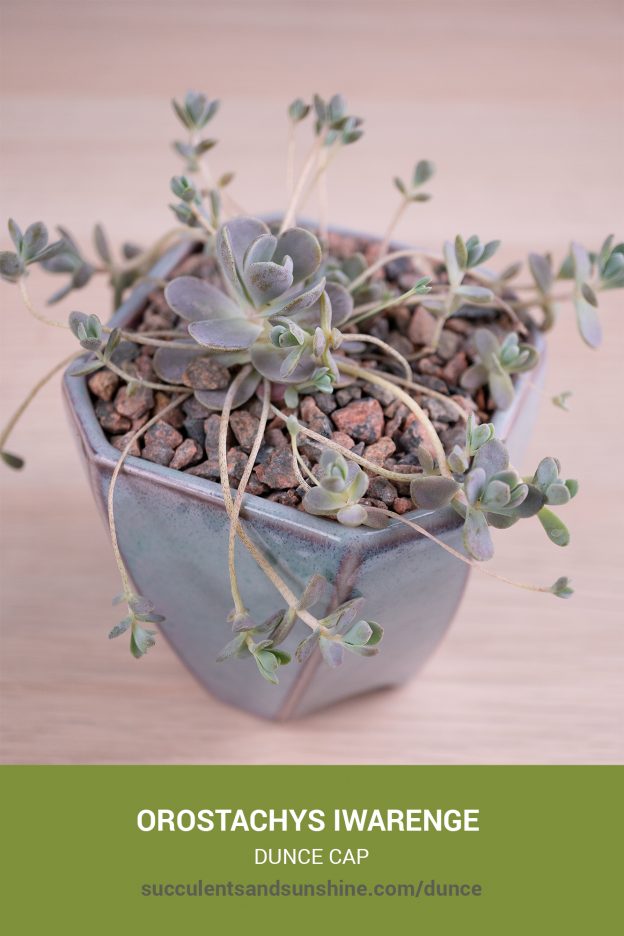 How to care for and propagate Orostachys iwarenge Dunce Cap