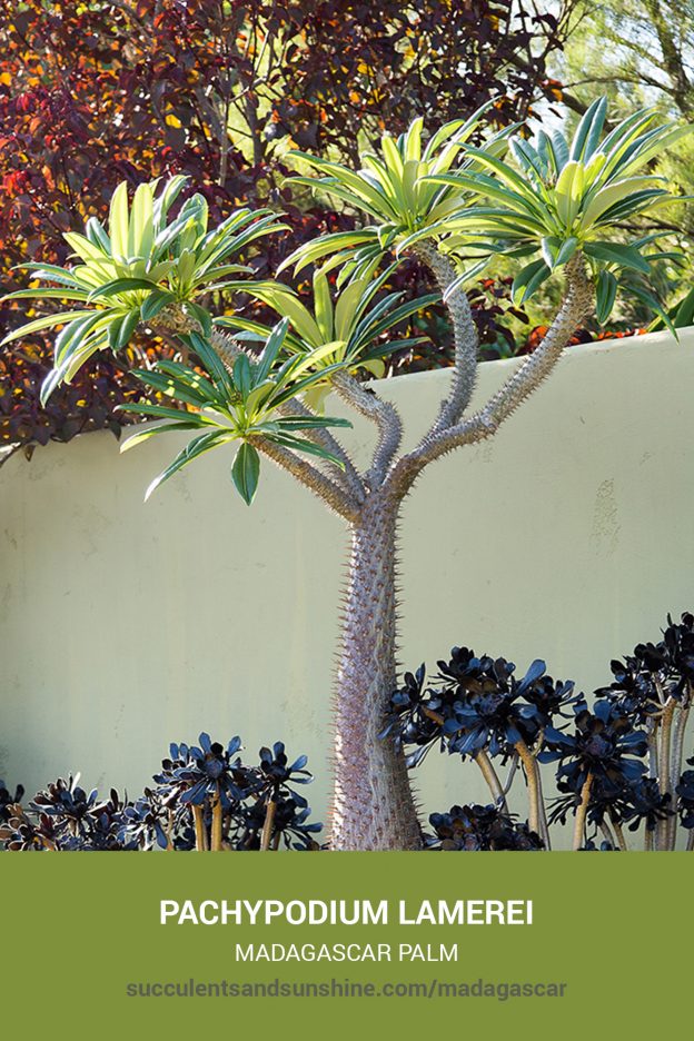 How to care for and propagate Pachypodium lamerei Madagascar Palm