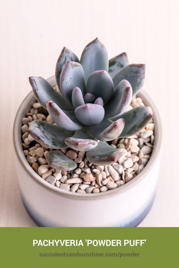 How to care for and propagate Pachyveria 'Powder Puff'