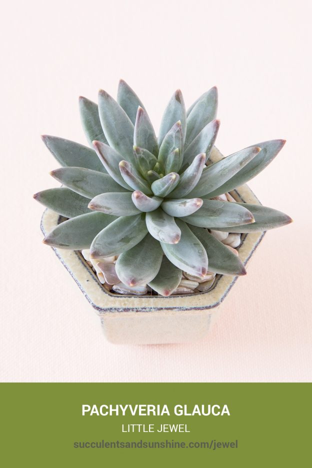 How to care for and propagate Pachyveria glauca Little Jewel