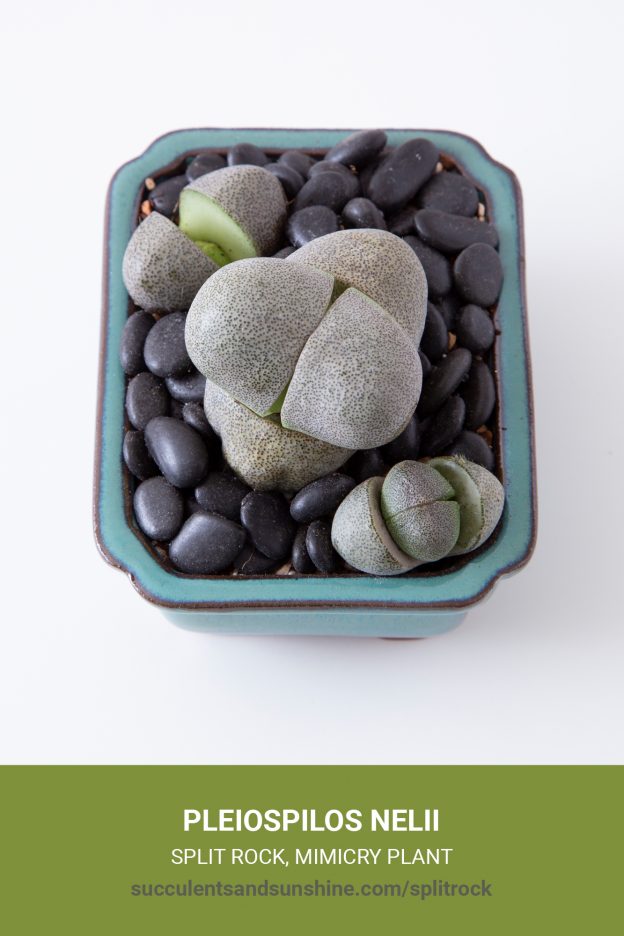 How to care for and propagate Pleiospilos nelii Split Rock