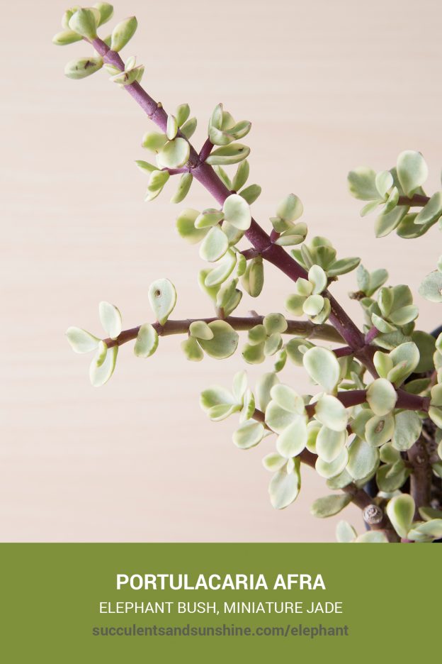 How to care for and propagate Portulacaria afra Elephant Bush