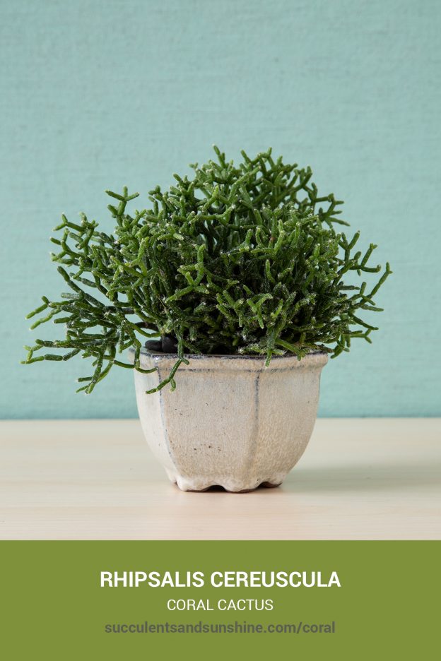 How to care for and propagate Rhipsalis cereuscula Coral Cactus