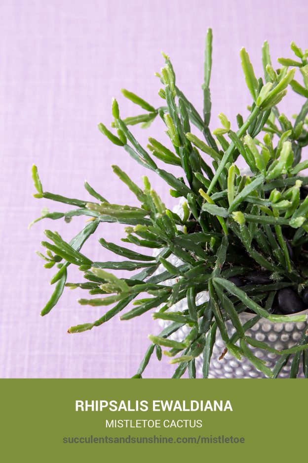 How to care for and propagate Rhipsalis ewaldiana Mistletoe Cactus