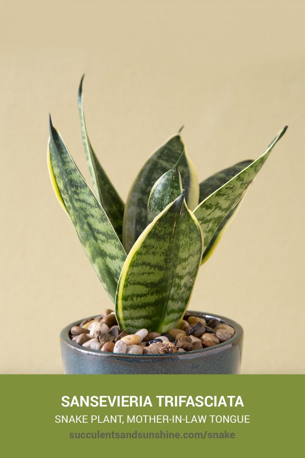 How to care for and propagate Sansevieria Snake Plant