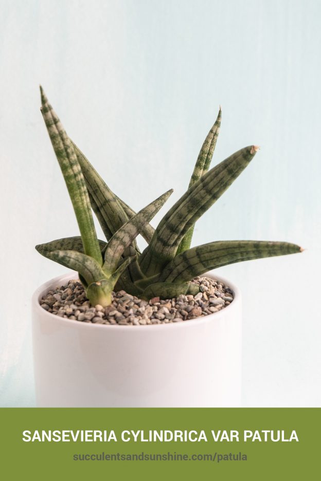 How to care for and propagate Sansevieria cylindrica var patula