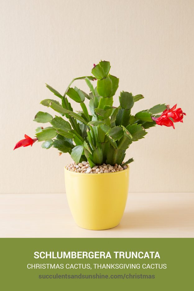 How to care for and propagate Schlumbergera Christmas Cactus