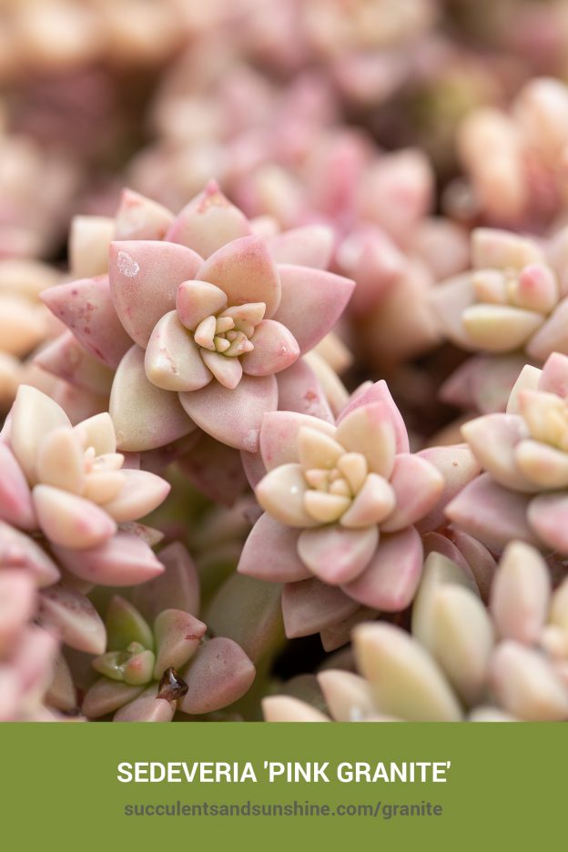 How to care for and propagate Sedeveria 'Pink Granite'