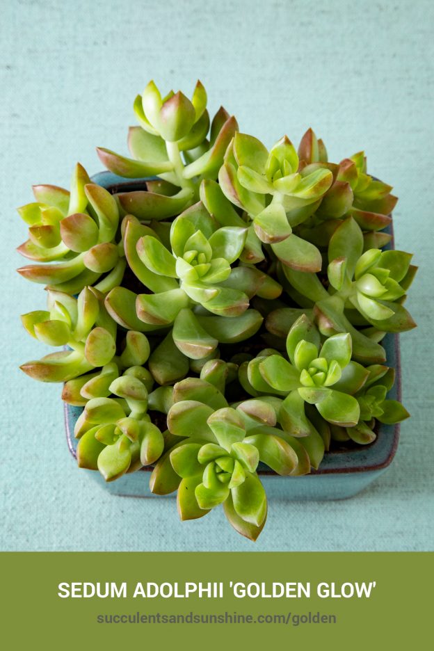 How to care for and propagate Sedum adolphii 'Golden Glow'