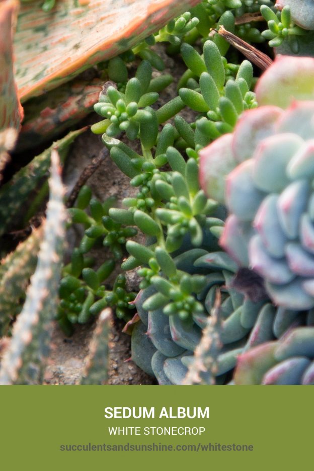 How to care for and propagate Sedum album White Stonecrop