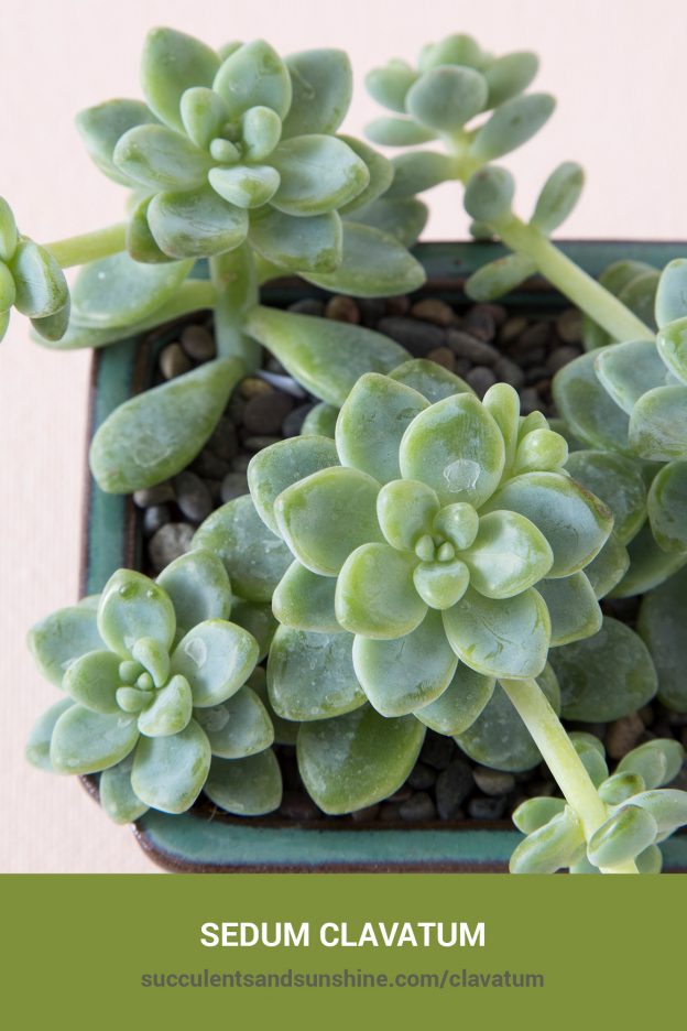 How to care for and propagate Sedum clavatum