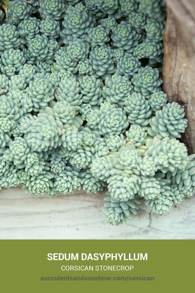 How to care for and propagate Sedum dasyphyllum Corsican Stonecrop