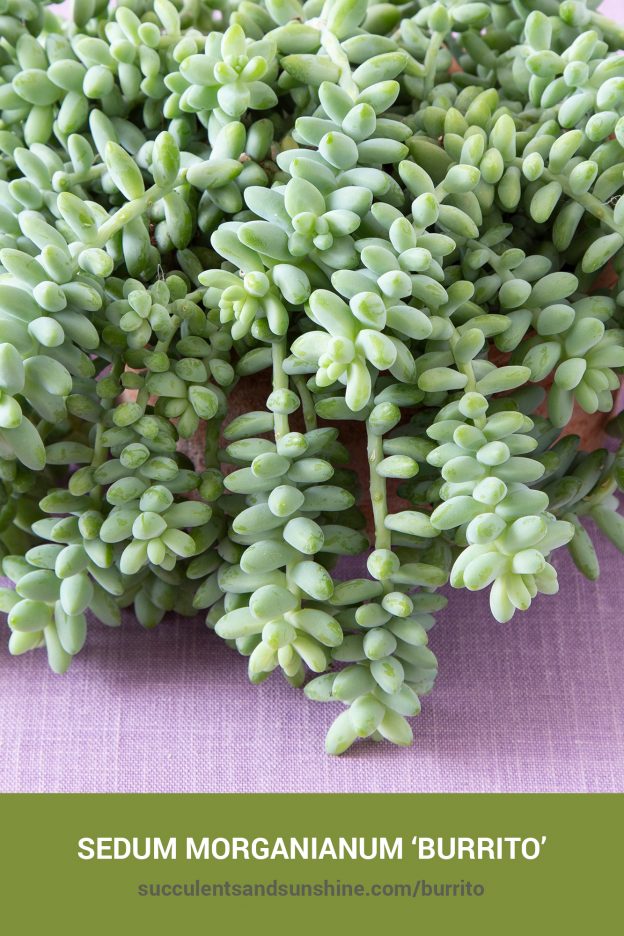 How to care for and propagate Sedum morganianum Burrito