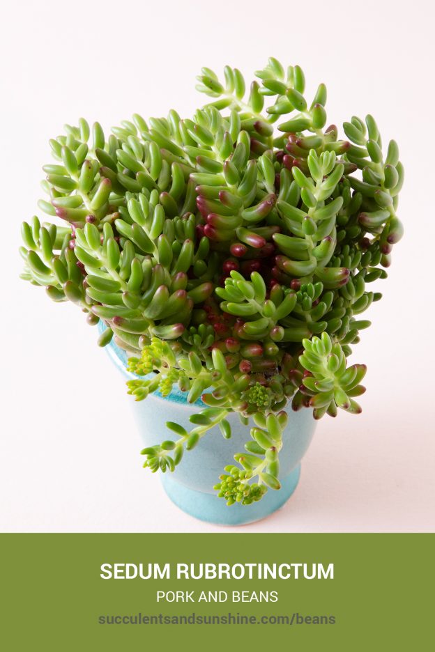 How to care for and propagate Sedum rubrotinctum Pork and Beans