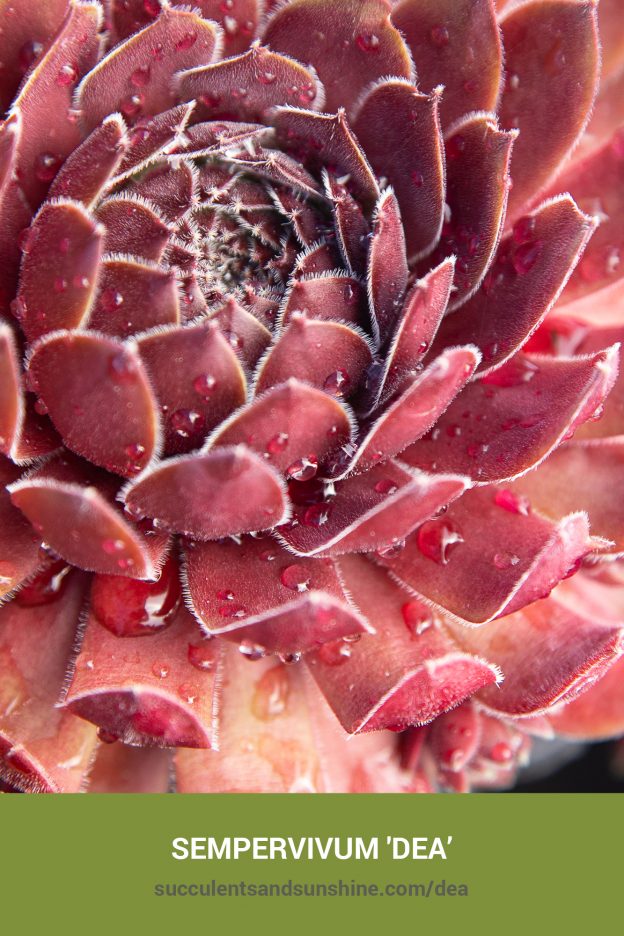 How to care for and propagate Sempervivum 'Dea'