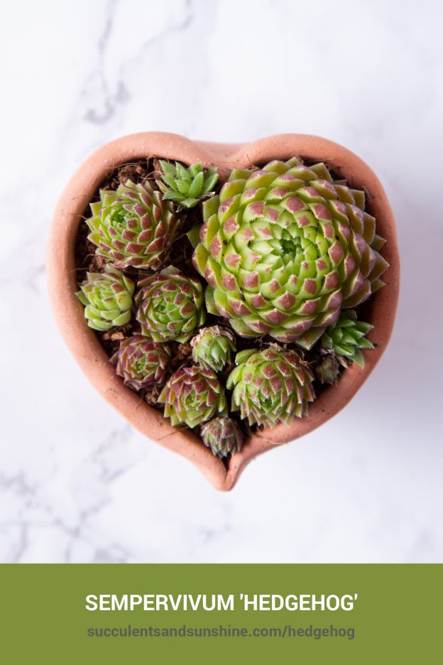 How to care for and propagate Sempervivum 'Hedgehog'