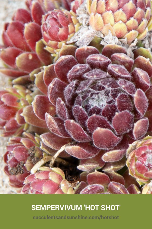 How to care for and propagate Sempervivum 'Hot Shot'