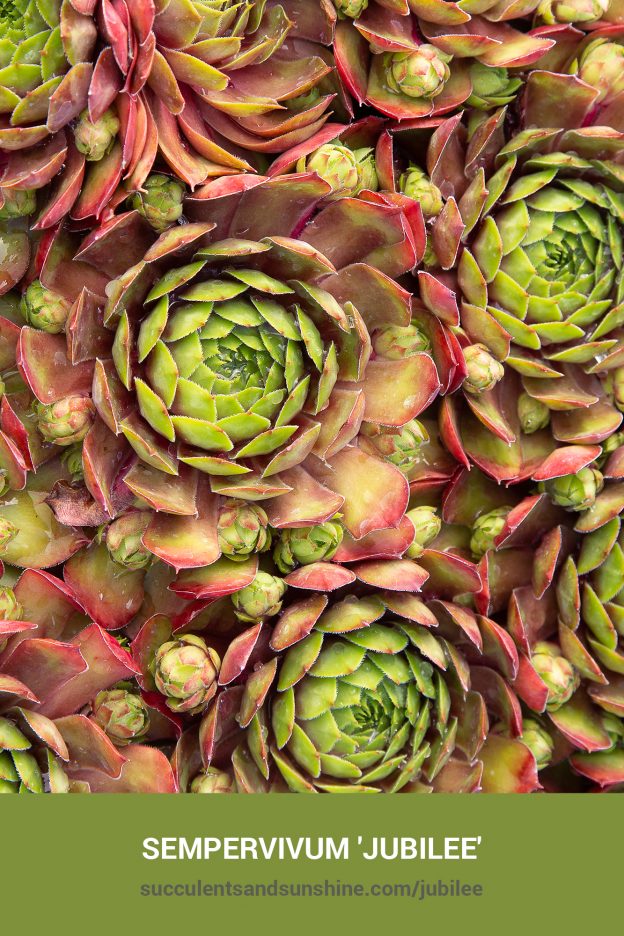 How to care for and propagate Sempervivum 'Jubilee'