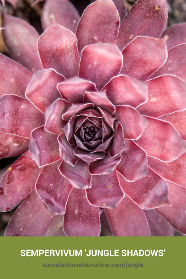 How to care for and propagate Sempervivum 'Jungle Shadows'