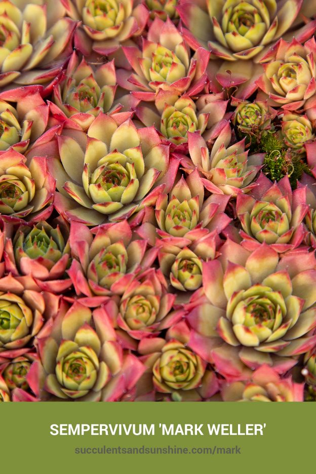 How to care for and propagate Sempervivum 'Mark Weller'